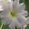 Primula Auricula Hazel's White - Abriachan Nurseries